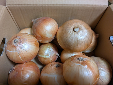 新玉ねぎ5kg 🅱️ 🅱️🧅数量限定‼️淡路島極熟玉葱　今が旬‼️ 特別栽培農産物　シャーロットオニオン