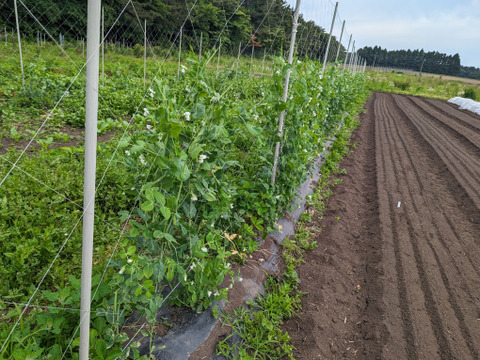 【農薬化学肥料不使用】朝採り絹さや100ｇ