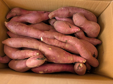 訳あり！熟成紅はるか　20kg  さつまいも