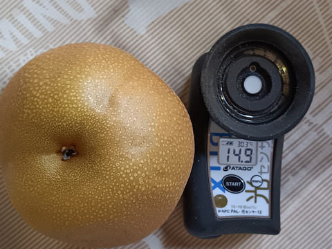 糖度13以上 BIGサイズ美味しい豊水梨5㎏箱 8～12個入り