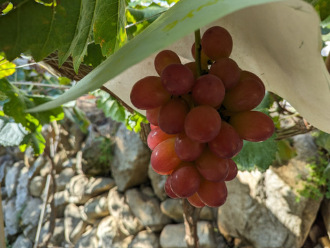 数量限定★9月発送予定（山梨県産 クイーン二－ナ 約1.6～1.8kg）