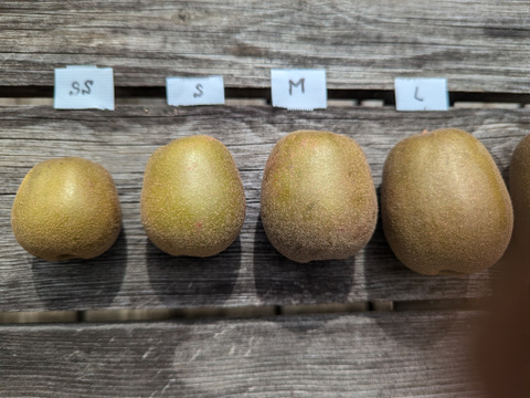 【希少品種】М〜Ｌキーウィ ・レインボーレッド　1kg