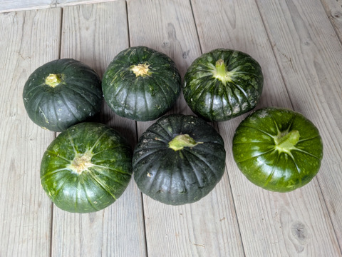 超希少 新京野菜 京の風鈴かぼちゃ6個【漢方栽培】：京都府産のその他
