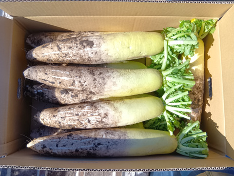 ぽっけの大根10キロ【北海道自然栽培】