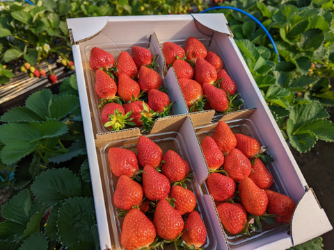 【幻の品種】【予約商品】「おとめ心」完熟いちご ご家庭用Lサイズ1.2kg