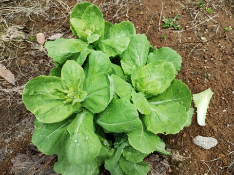 【短期間限定！】白菜のとう立ち菜　※10袋セット