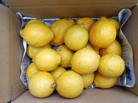 防腐剤、ワックス不使用　皮ごと使用激安広島県産レモン 訳あり品 5ｋg即日発送可能