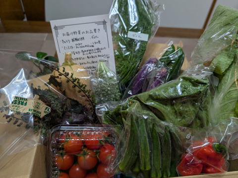 【定期便】旬の野菜セット(春の葉物野菜・イタリア野菜)箱込み1.6kg