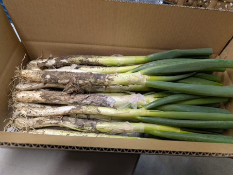 柔らかく甘い！土付き白ネギ　5ｋｇ　20本～30本