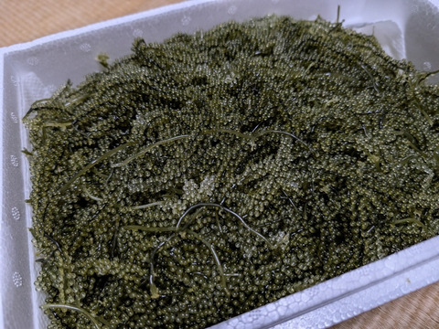 【大放出セール】 生産者直送】✴︎人気No.1✴︎生海ぶどう(茎付き) 1kg：沖縄県産 野菜