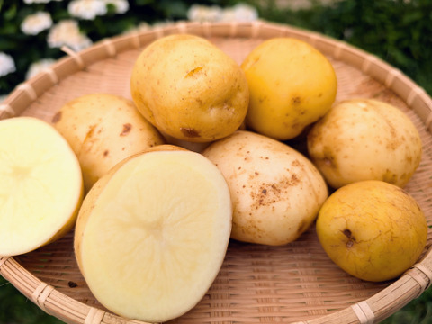夏の新じゃがいも》小玉サイズ！品種：普賢丸（ふげんまる）2KG