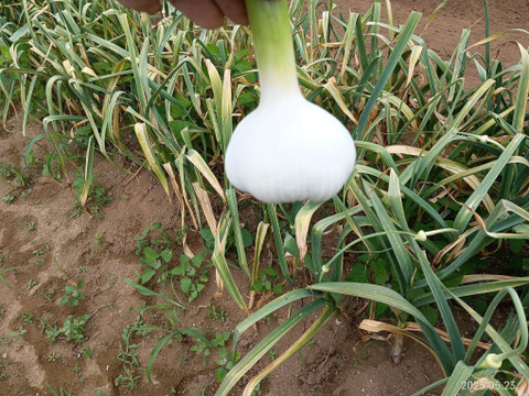 【新にんにく】期間限定　みずみずしく『フレッシュな香り』重量約1kg60サイズ