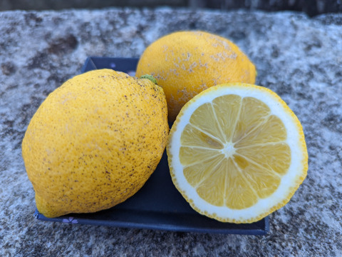 まる美農園の美味しいレモン（1kg）（栽培期間中農薬不使用）