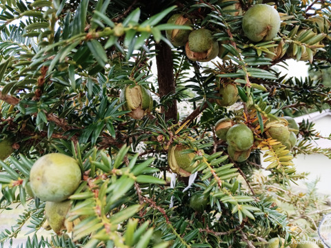 【数量限定 縁起物】榧（かや）の実 漢方 和製アーモンド 自然栽培 しめ飾りにも