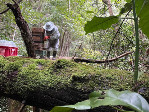 【はっち】600ｇ蜂蜜６本　　同梱発送 楽天市場】はちみつ 国産 600gの通販
