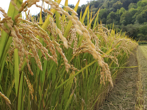 【令和3年度産】　北海道米　　おぼろづき　（農薬不使用）　3kg（ 精米）＋3ｋｇ（玄米