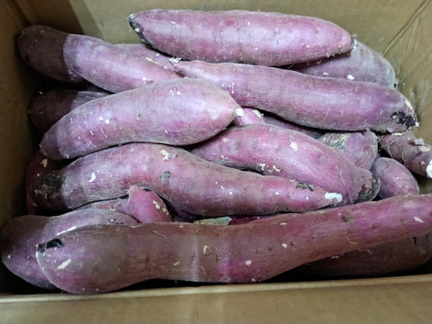 訳あり！熟成紅はるか　10kg  さつまいも