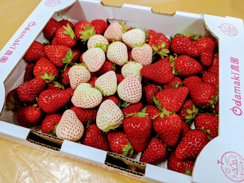 たっぷり！紅白いちご『古都華&天使のいちご』特別栽培農産物　1kg(1箱)