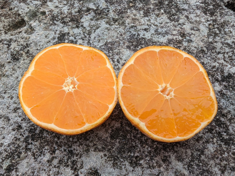 まる美の美味しい『清峰オレンジ』3kg