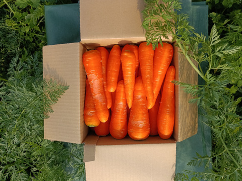【有機JAS認証取得】冬が旬！あま～い有機にんじんバラ売り3kg程度