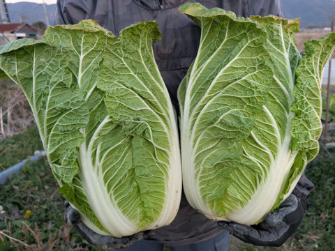 オレンジクイン白菜4玉【漢方栽培】