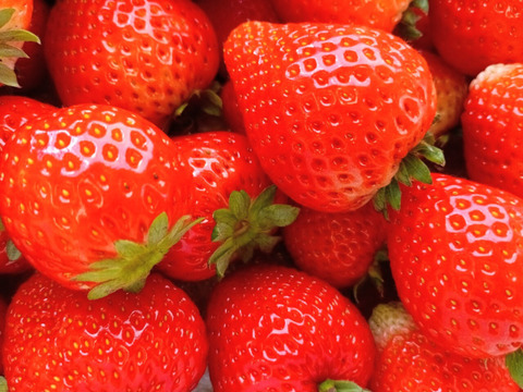 栃木県産とちあいか！たっぷり約2kg！規格外のため格安！甘くて酸味が少ない品種です！