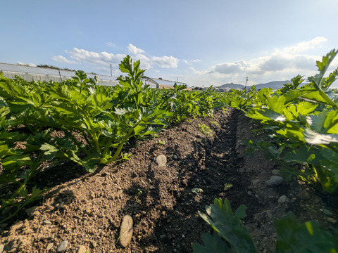 ハマる人続出！あっぱれセロリ(5kg 1株300g以上)
