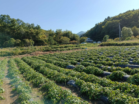 訳アリ！干し芋 250g 2袋入り 北海道産べにはるか使用