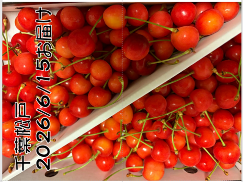 お得な紅秀峰【朝どれ】 M以上2Ⅼ未満 サイズ混ぜ混ぜで『Ⅿのお値段