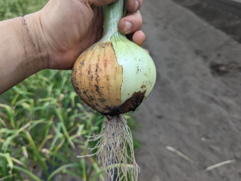新玉ねぎ＆新にんにく入り！日常使い野菜5点セット【農薬化学肥料不使用】