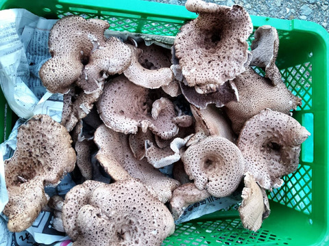 【秋茸の嬢王】香茸/コウタケ/ イノハナ/獅子茸/100g【上物/天日乾燥】