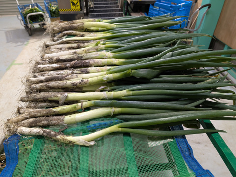 柔らかく甘い！土付き白ネギ　5ｋｇ　20本～30本