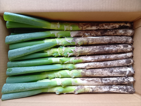 ぽっけの長ネギ3キロ・玉ねぎ5キロセット【北海道自然栽培】