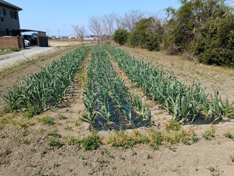 新鮮！青森出身の生産者が作った【にんにく】1kg