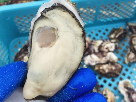 甘みと濃厚さ抜群の極上牡蠣！【OMAKI】10個入り