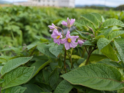 じゃがいも　アンデスレッド2kg 【漢方栽培】