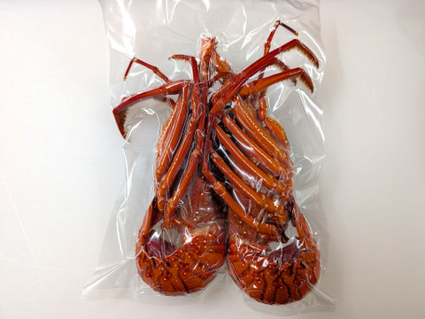 漁師価格！『イセエビ』ボイル済みハーフカット（Sサイズ1匹分：250g前後）