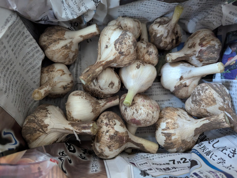 【農薬化学肥料不使用】今が旬！新にんにく（サイズ無選別）1kg】