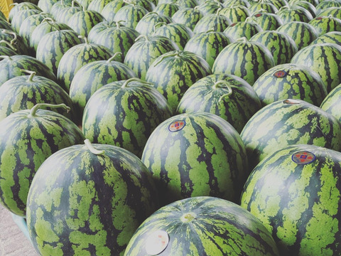 あまい！尾花沢スイカ「祭ばやし777」(1玉・6〜7キロ)