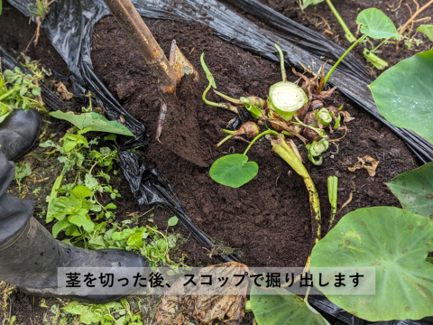 【農薬・化学肥料不使用】ネットリホクホク掘りたて里芋（土垂種・サイズ無選別）1.5kg