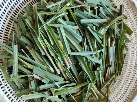 レモングラス フレッシュ 生葉 500g