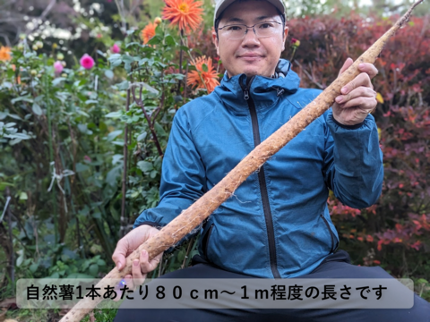 値下げしました！【化粧箱入り】ほど良い粘りと風味豊かな自然薯（2~3本入り計1.4kg）【農薬・化学肥料不使用】