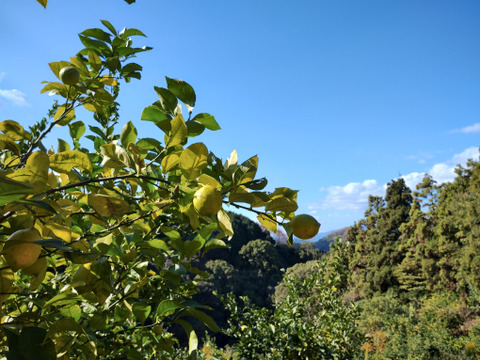 【栽培期間農薬不使用】大崎上島産レモン4kg