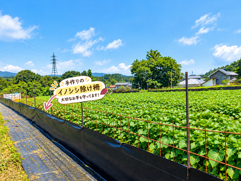 手間ひまかけました！『紅はるか』土付き　4.8kg　S/SSサイズ　埼玉県産　栽培期間中農薬不使用