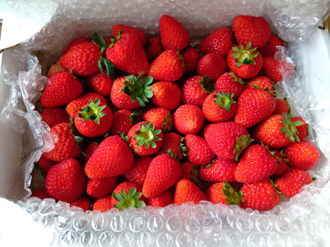 【大特価!!春SALE】
ばら詰めいちごBOX！
