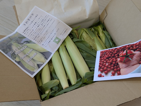 【期間限定】【セット】🌽🍓ヤングコーン&完熟トマトベリー食べ比べセット1kg🌽🍅