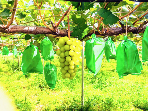 北海道産！シャインマスカット『シリパの瞳』９００g