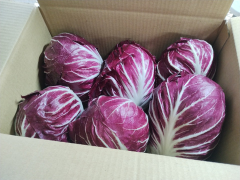 ほろ苦さがクセになる！トレビス（ラディッキオ）【2.0
㎏-6個】