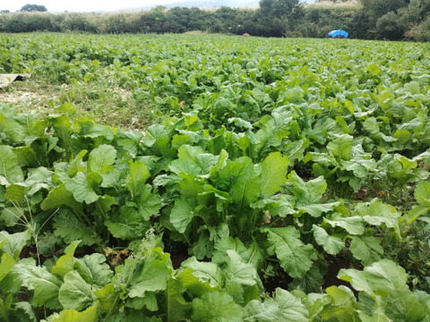 【雪下野沢菜】発祥の地域産、大量10kg