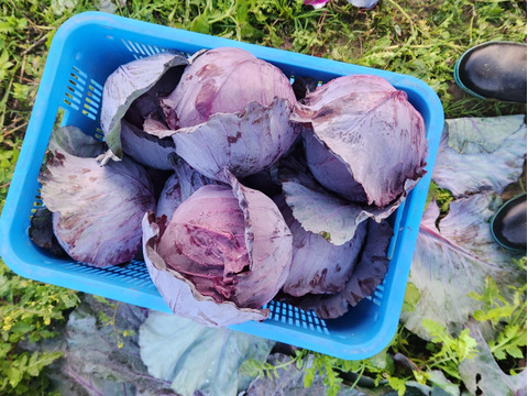 栄養満点！【冬野菜3種セット】キャベツ&ブロッコリー 4点